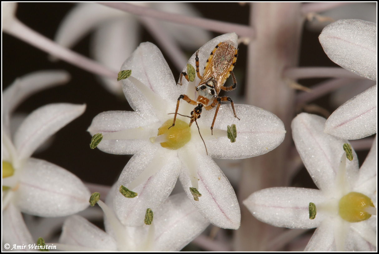 Heteroptera d''Israele